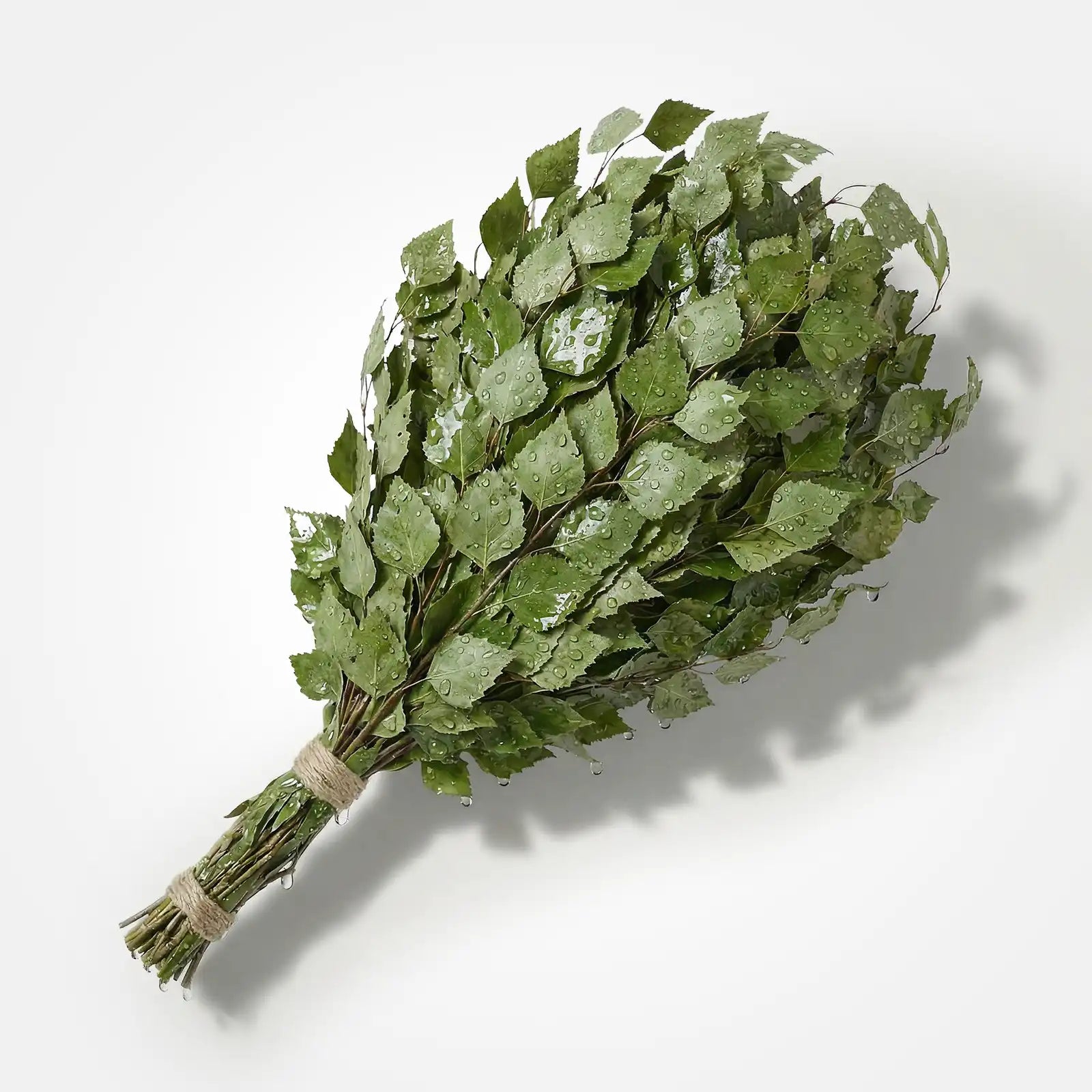 Birkenreisig getrocknet Wenik