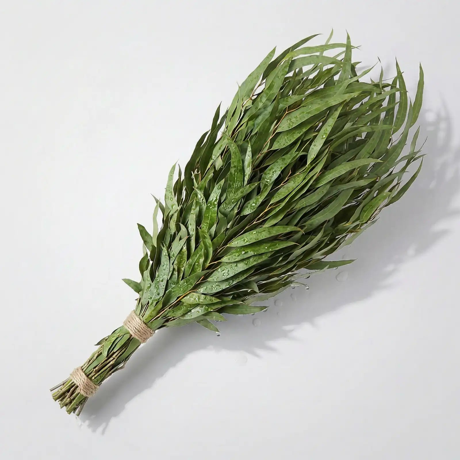 Birkenreisig getrocknet Wenik